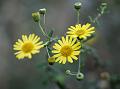 Indian Golden Daisy